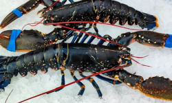 Ocean Frais - Homard Bleu Vivant