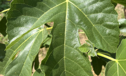 Domaine du Chillou - Feuilles de figues Bio fraiches