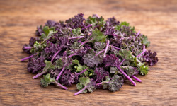 Nature et Saveurs - Ferme Aquaponique et Permacole Astérienne - Jeunes feuilles de kale violet — couleur et douceur végétale