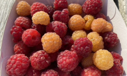 Ferme Sinsac - framboises rouges et jaunes
