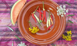 HERBA HUMANA - Piment frais Fiesta 17g