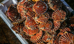 Télémaque - Coquilles Saint-Jacques - 10kg