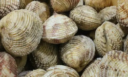 Brest Marée - Praires de la Rade de Brest - 1kg