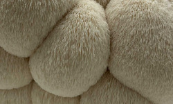 Naturélium - L'hydne hérisson / Lion's mane 1,5kg