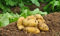 La Ferme de Goas Per - Pomme de terre bio 500gr