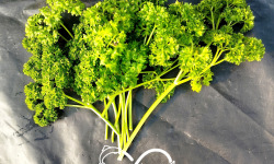 Nature et Saveurs - Ferme Aquaponique et Permacole Astérienne - Persil frisé Krausa – fraîcheur et relief durable