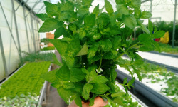 Nature et Saveurs - Ferme Aquaponique et Permacole Astérienne - Menthe poivrée – Fraîcheur intense et notes mentholées