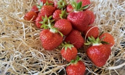 Les Jardins de Gérard - Fraise Bio - 250 g