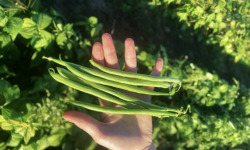 La Ferme d'Artaud - Haricots verts - 1 kg