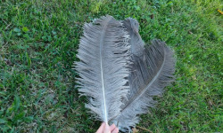 La Ferme Enchantée - Décoration de table pour les fêtes 3 plumes d'autruche grises