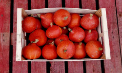 Domaine L'Hermiton - CAISSE DE POTI-FARCIES BIO