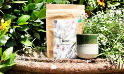 Chicorée Aceae - Chicorée Aceae Bio - Infusion 75 g