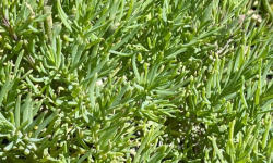 Rivesaline - Terre Saline - Soude maritime Bio 1kg
