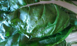 Aux Jardins des Colibris - Panier de blettes Bio