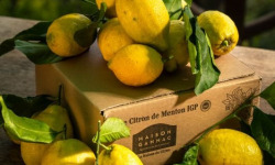 Maison Gannac - Citrons de Menton IGP BIO 2kg