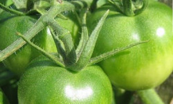 Mon Petit Producteur - Tomate Ronde Bio Paola Verte [vendu Par 3kg]