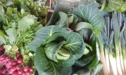 Aux Jardins des Colibris - Panier de légumes primeurs Bio "Fraicheur" Bio