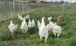 La Ferme d'Autrac - [Précommande] Poularde de Noël BIO 2,7 - 2,9 KG