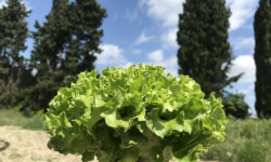 La Boite à Herbes - Jeune Batavia Verte Bio