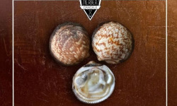 Saint Kerber - Cancale - Amandes de mer 1kg