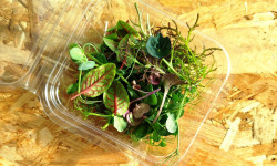 Nature et Saveurs - Ferme Aquaponique et Permacole Astérienne - Micropousses de shiso vert coupées - 5g