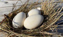 Ferme Sinsac - Oeuf d Oie