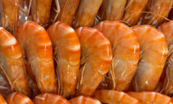 L'atelier des poissonniers - Gambas Bio Oso de Madagascar  (40 à 60 pièces au kilo)