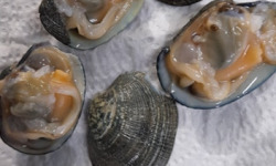 Les Huîtres Courdavault Alain & Fils - Palourdes d'élevage de nos Marais 1 Kg