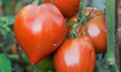 Maréchal Fraicheur - Tomates cœur de bœuf - 1 kg