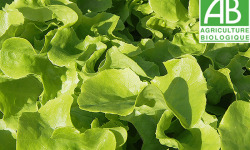 Mon Petit Producteur - Salade Feuille De Chene