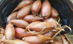 La Ferme de Milly - Anjou - ECHALOTES BIO-1KG