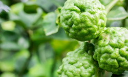 Adal Terra - Epices - Citronnelle Bio (en poudre) 60G