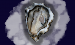Le Termer - Huîtres de Normandie IGP N°4-24 Pièces "Saveurs de Normandie"