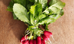 Nature et Saveurs - Ferme Aquaponique et Permacole Astérienne - Radis long rose Artus en botte – fraîcheur croquante du maraîche