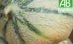 Mon Petit Producteur - Melon Céleste [ Poids Moyen 700g ]