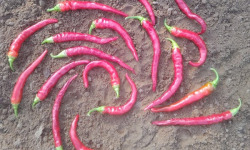 HERBA HUMANA - Piment Guindilla - 300g