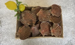 Laurenti et fils - coquilles Saint-Jacques vivantes- 6kgs