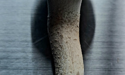 Champinette et Aromates - Pholiotes du peuplier