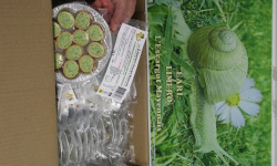 Limero l'Escargot Mayennais - Assiette De 12 Crcrouskis D'escargots Gros Gris FRAIS au beurre persillé