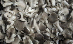 Trapon Champignons - Pleurotes Cultivés Frais