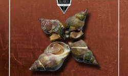 Saint Kerber - Cancale - Bulots cuits nature 3kg
