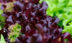 Les Jardins de Mondpa - feuille de chêne rouge