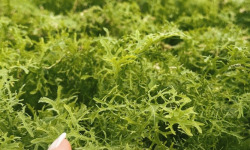 Agriloops - Moutarde de Chine - 150 g
