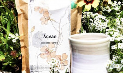 Chicorée Aceae - Chicorée Aceae Bio - Grains 250 g