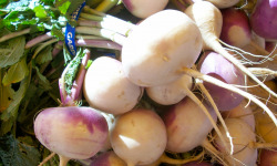 Le Châtaignier - Navets botte - 1 Botte