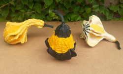 Ferme de Cernunnos - Lot de 3 coloquintes
