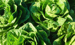 Maison Argentain - Romaine - 350g