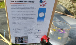 Rébecca les Jolies Fleurs - Cure Sève de Bouleau fraîche 3l