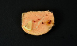 Poissonnerie Robert - Médaillon de saumon