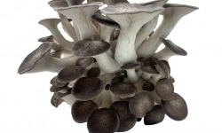 Naturélium - Le black pearl 1kg